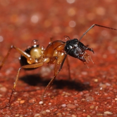 Camponotus consobrinus (Banded sugar ant) at Acton, ACT - 6 Oct 2022 by TimL