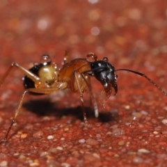 Camponotus consobrinus at Acton, ACT - 6 Oct 2022