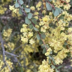 Acacia pravissima (Wedge-leaved Wattle, Ovens Wattle) at Stirling Park - 6 Oct 2022 by JaneR