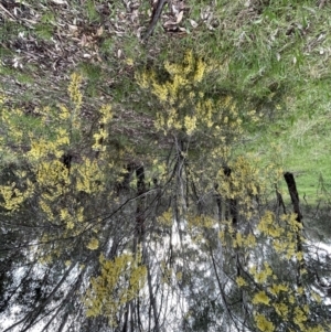 Acacia pravissima at Yarralumla, ACT - 6 Oct 2022