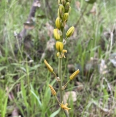 Bulbine sp. at Stirling Park - 6 Oct 2022 by JaneR