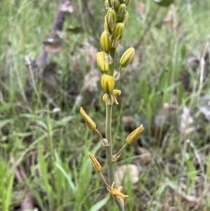 Bulbine sp. at Yarralumla, ACT by JaneR