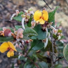 Platylobium formosum (Handsome Flat Pea) at QPRC LGA - 6 Oct 2022 by camcols