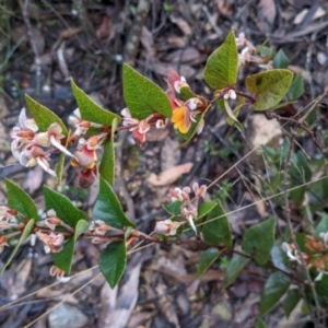 Platylobium formosum at Currawang, NSW - 7 Oct 2022