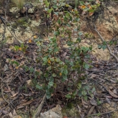 Platylobium formosum at Currawang, NSW - suppressed