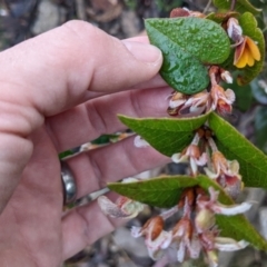 Platylobium formosum at Currawang, NSW - suppressed