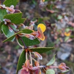 Platylobium formosum at Currawang, NSW - suppressed