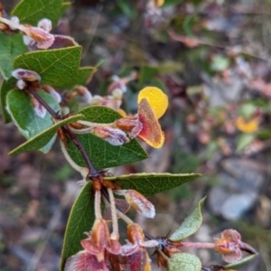 Platylobium formosum at Currawang, NSW - 7 Oct 2022