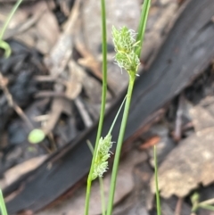 Carex inversa (Knob Sedge) at Stirling Park - 6 Oct 2022 by JaneR