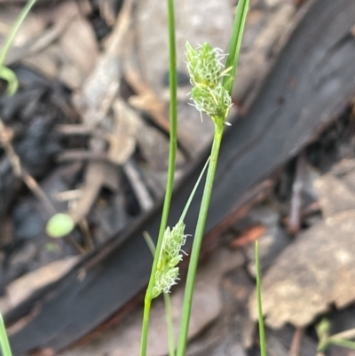 Carex inversa (Knob Sedge) at Stirling Park - 6 Oct 2022 by JaneR