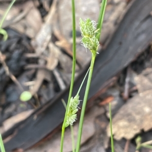 Carex inversa (Knob Sedge) at Yarralumla, ACT by JaneR