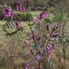 Indigofera australis subsp. australis (Australian Indigo) at QPRC LGA - 6 Oct 2022 by camcols