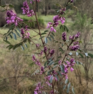 Indigofera australis subsp. australis at Currawang, NSW - suppressed