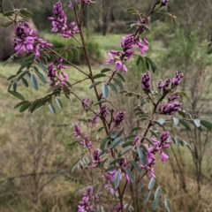 Indigofera australis subsp. australis (Australian Indigo) at Currawang, NSW - 6 Oct 2022 by camcols