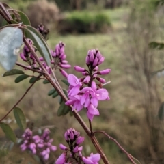 Indigofera australis subsp. australis at Currawang, NSW - suppressed