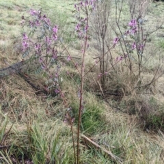 Indigofera australis subsp. australis at Currawang, NSW - 7 Oct 2022