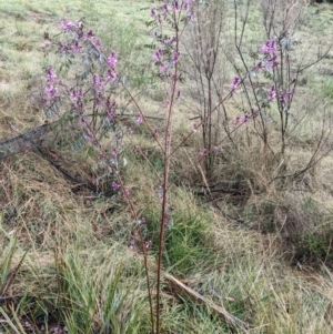 Indigofera australis subsp. australis at Currawang, NSW - suppressed