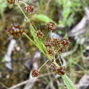 Luzula densiflora (Dense Wood-rush) at Yarralumla, ACT by JaneR