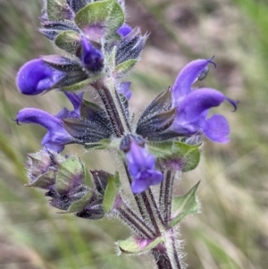 Salvia verbenaca var. verbenaca at Yarralumla, ACT - 6 Oct 2022 05:44 PM