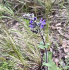 Salvia verbenaca var. verbenaca at Yarralumla, ACT - 6 Oct 2022 05:44 PM