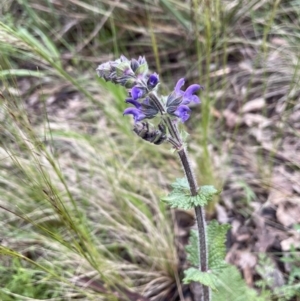 Salvia verbenaca var. verbenaca at Yarralumla, ACT - 6 Oct 2022