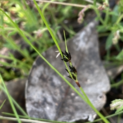 Schoenus apogon (Common Bog Sedge) at Yarralumla, ACT - 6 Oct 2022 by JaneR