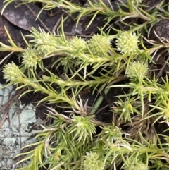 Scleranthus diander (Many-flowered Knawel) at Stirling Park - 6 Oct 2022 by JaneR