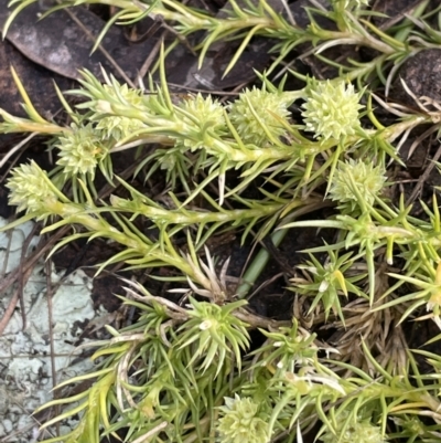 Scleranthus diander (Many-flowered Knawel) at Yarralumla, ACT - 6 Oct 2022 by JaneR