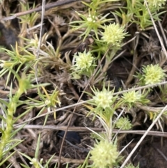 Scleranthus diander at Yarralumla, ACT - 6 Oct 2022