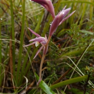 Lyperanthus suaveolens at suppressed - 5 Oct 2022