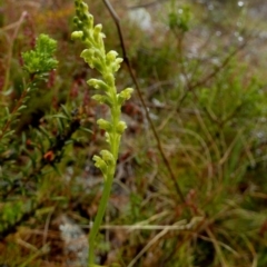 Microtis sp. (Onion Orchid) at Boro - 4 Oct 2022 by Paul4K
