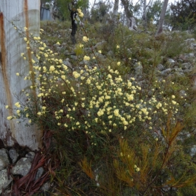 Pomaderris andromedifolia subsp. confusa at QPRC LGA - 4 Oct 2022 by Paul4K