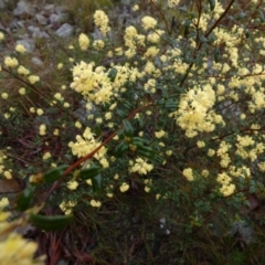 Pomaderris andromedifolia subsp. confusa at Borough, NSW - suppressed