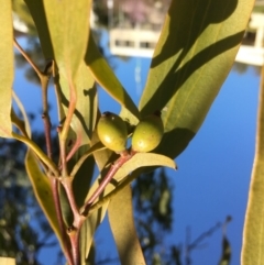Amyema miquelii (Box Mistletoe) at Yarralumla, ACT - 2 Sep 2021 by grakymhirth@tpg.com