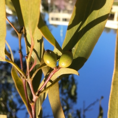 Amyema miquelii (Box Mistletoe) at Yarralumla, ACT - 2 Sep 2021 by grakymhirth@tpg.com