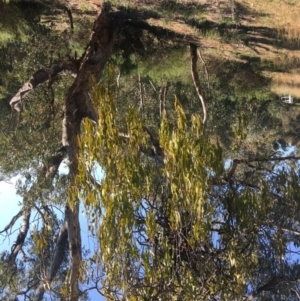 Amyema miquelii at Yarralumla, ACT - 2 Sep 2021 09:54 AM