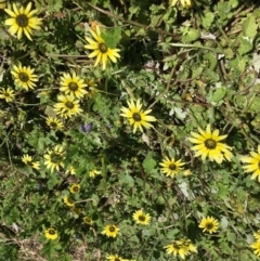 Arctotheca calendula (Capeweed, Cape Dandelion) at Stirling Park - 8 Oct 2021 by grakymhirth@tpg.com