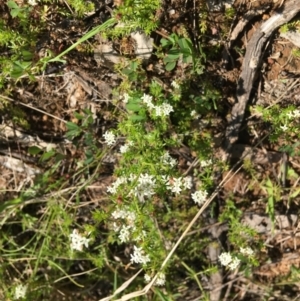 Asperula conferta (Common Woodruff) at Yarralumla, ACT by grakymhirth@tpg.com