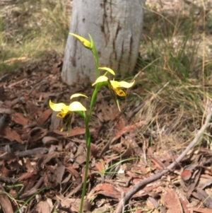 Diuris sulphurea at Yarralumla, ACT - 30 Oct 2021