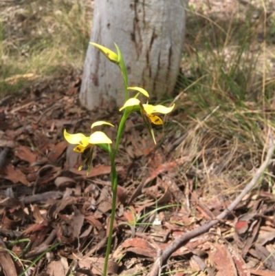 Diuris sulphurea (Tiger Orchid) at Yarralumla, ACT - 30 Oct 2021 by grakymhirth@tpg.com