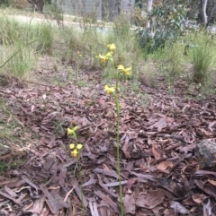 Diuris sulphurea at Yarralumla, ACT - 30 Oct 2021