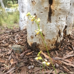 Diuris sulphurea at Yarralumla, ACT - 30 Oct 2021