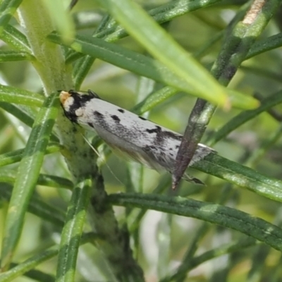 Philobota lysizona (A concealer moth) at Namadgi National Park - 3 Oct 2022 by RAllen