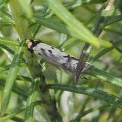 Philobota lysizona (A concealer moth) at Rendezvous Creek, ACT - 3 Oct 2022 by RAllen