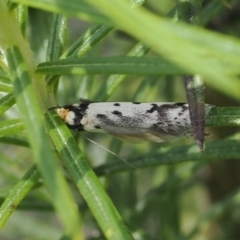 Philobota lysizona at Rendezvous Creek, ACT - 3 Oct 2022