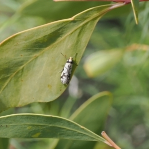 Philobota lysizona at Rendezvous Creek, ACT - suppressed