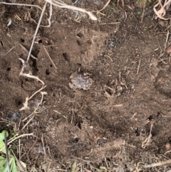 Uperoleia laevigata (Smooth Toadlet) at Coree, ACT - 4 Oct 2022 by Eland