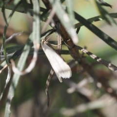 Philobota mathematica group undescribed species. (A concealer moth) at Namadgi National Park - 3 Oct 2022 by RAllen
