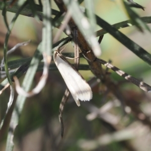 Philobota mathematica group undescribed species. at Rendezvous Creek, ACT - 3 Oct 2022