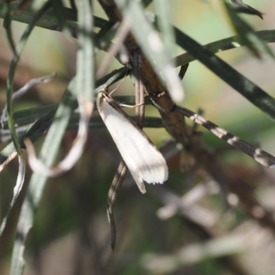 Philobota mathematica group undescribed species. (A concealer moth) at Rendezvous Creek, ACT - 3 Oct 2022 by RAllen